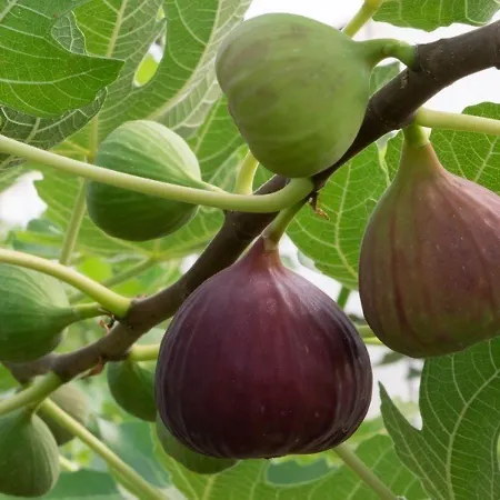 Quinta Dos Cochichos Lantgård *