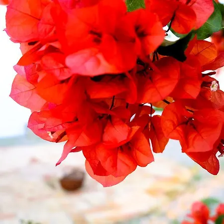 Quinta Dos Cochichos - Country