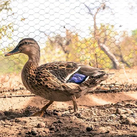 Quinta Dos Cochichos - Country Olhão