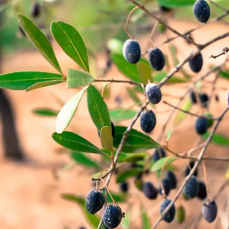 Quinta Dos Cochichos - Country *