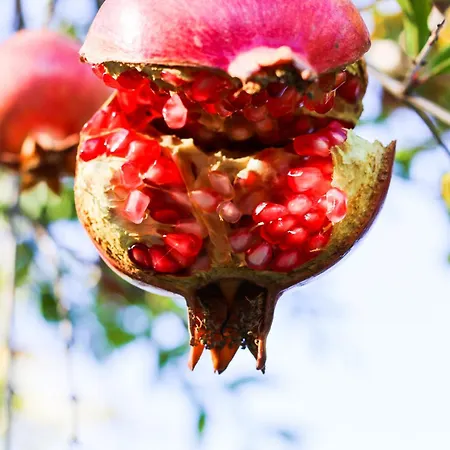 Quinta Dos Cochichos Farm stay *